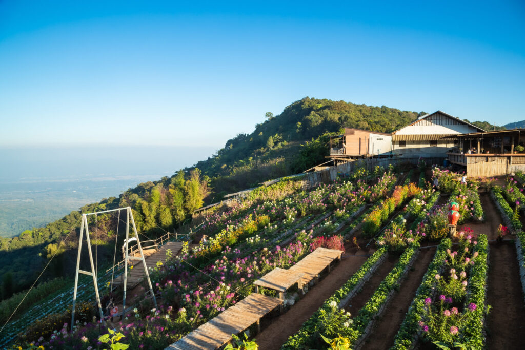 「モンチェム」の丘で花畑と絶景ランチ